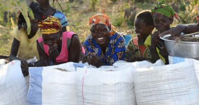 Harnessing the Power of Millets in the Global Fight Against Diabetes
