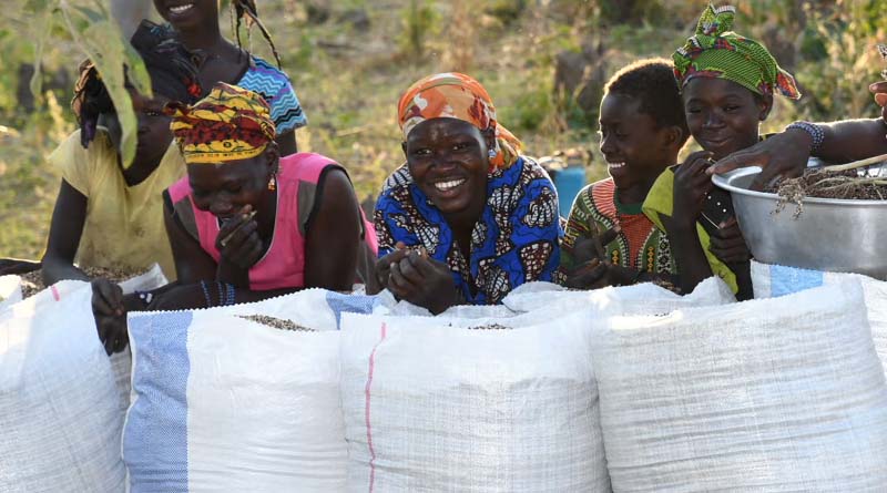Harnessing the Power of Millets in the Global Fight Against Diabetes
