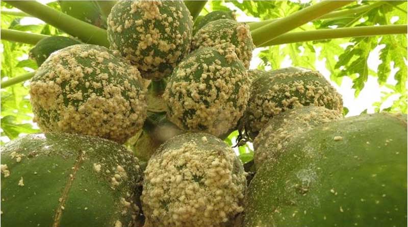 Study shows “strong evidence of exceptional efficiency” of biological control agent against papaya mealybug pest