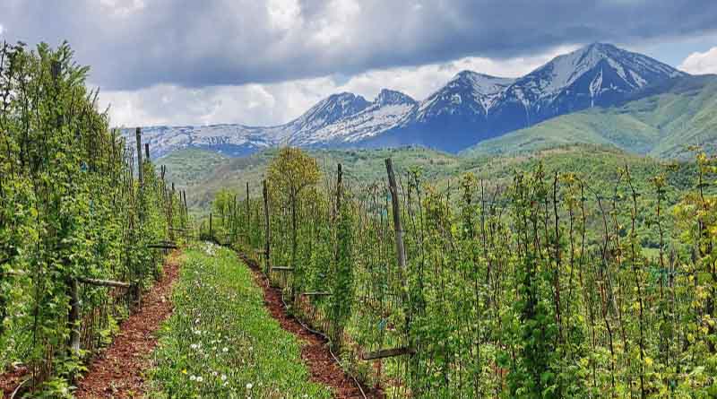 Technical guide on organic bush berry production in Kosovo published