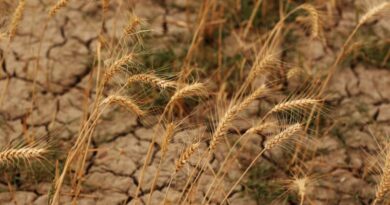 Let’s Meet The Urgency Of Climate Change With A Climate Of Innovation In Agriculture