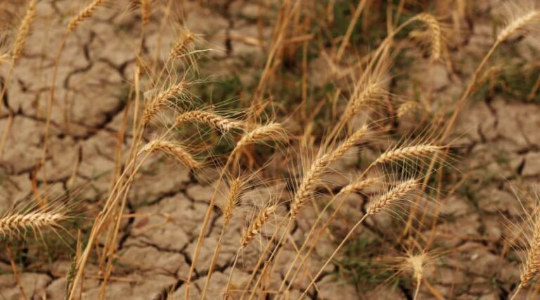 Let’s Meet The Urgency Of Climate Change With A Climate Of Innovation In Agriculture