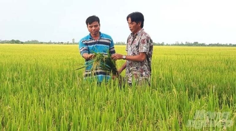 Transforming rice value chain to combat climate change