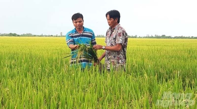Transforming rice value chain to combat climate change