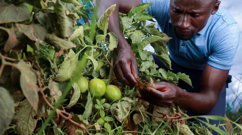 Early pest warnings and IPM advice are improving food security for maize farmers in Ghana
