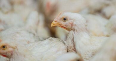 USAID-funded TRANSFORM project secures additional private sector support for antimicrobial use stewardship principles, now includes over 30% of global broiler production