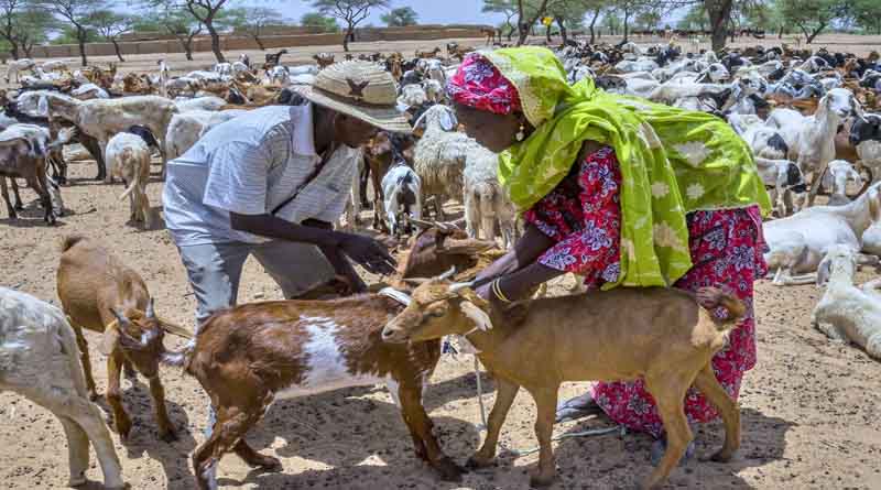 Preserving antimicrobials for the well-being of humans, animals, plants and ecosystems