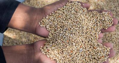 The role of seeds in transforming agrifood systems under the spotlight