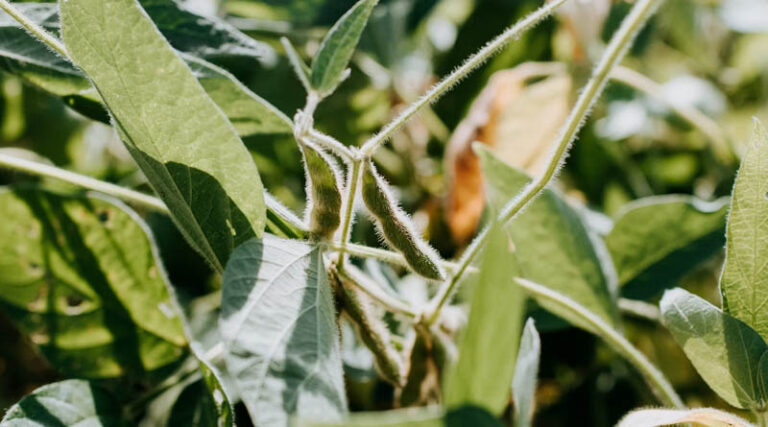 Increase in soybean rates, Indian farmers advised to sell at minimum Rs 5400 per quintal