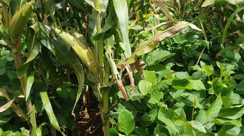 LIPS Zimbabwe empowering farmers through innovative intercropping trials