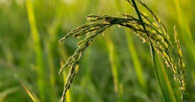 Laying a solid foundation for people's livelihood to stabilize China's rice bowl