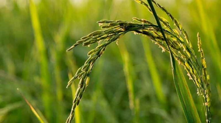 Laying a solid foundation for people's livelihood to stabilize China's rice bowl