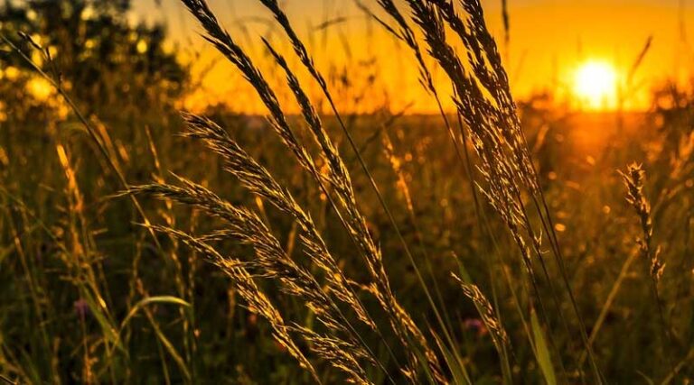 Agricultural technology promotion should focus on increasing grain and oil yields and improving efficiency