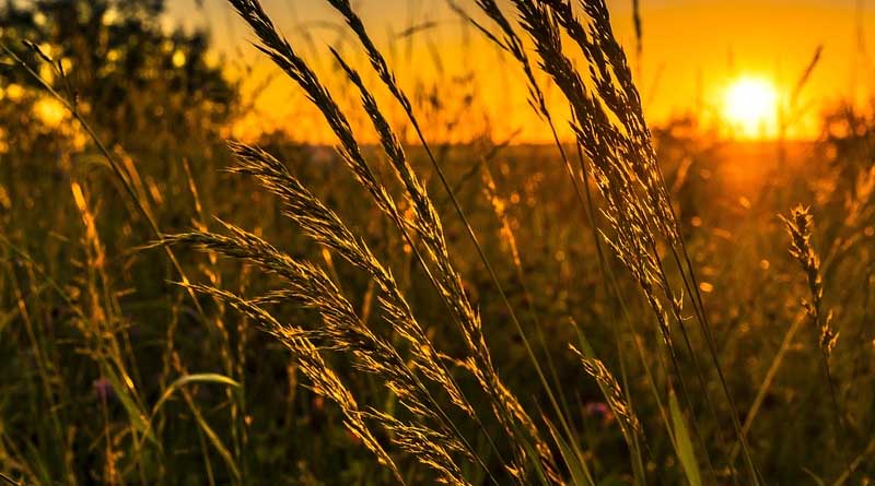 Agricultural technology promotion should focus on increasing grain and oil yields and improving efficiency