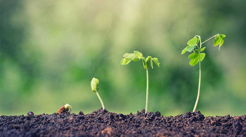 Seedling transactions at the 2023 China Aquatic Seed Industry Expo exceeded 10 billion pieces (seeds)