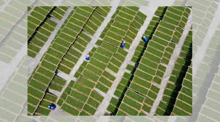 The first international white tea conference will be held in Fuding