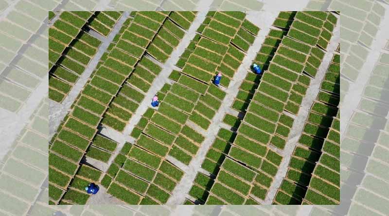 The first international white tea conference will be held in Fuding