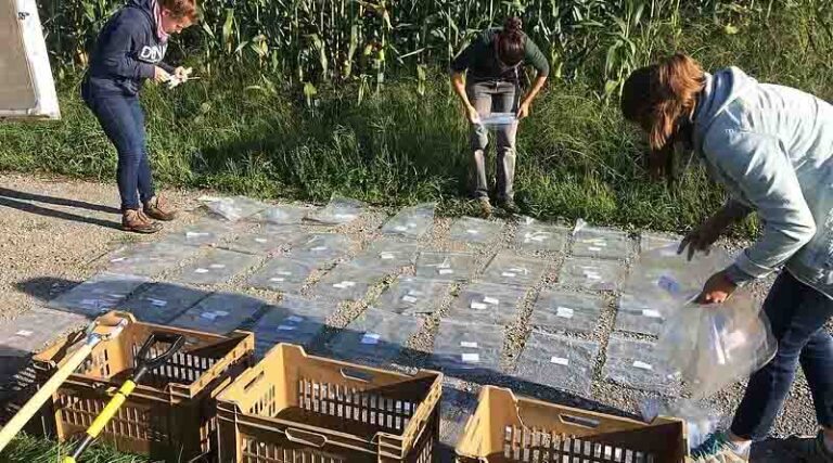 Fungi in the field: Soil inoculation with fungi can reduce the need for additional fertilizers and pesticides while increasing yields