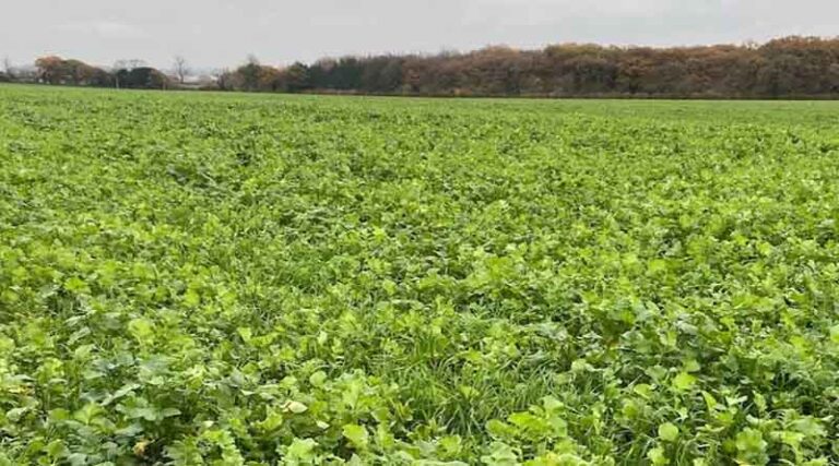 Managing cover crop destruction for success in spring malting barley