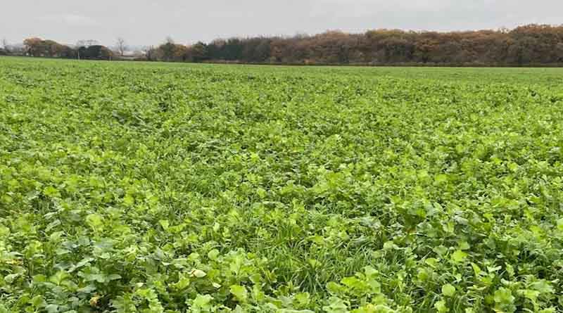 Managing cover crop destruction for success in spring malting barley