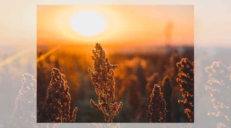 Exploiting Indian Landraces to Develop Biofortified Grain Sorghum with High Protein and Minerals