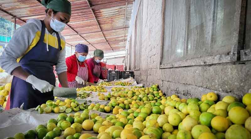 Role of plant clinics in Nepal highlighted at 10th International Plant Protection Symposium