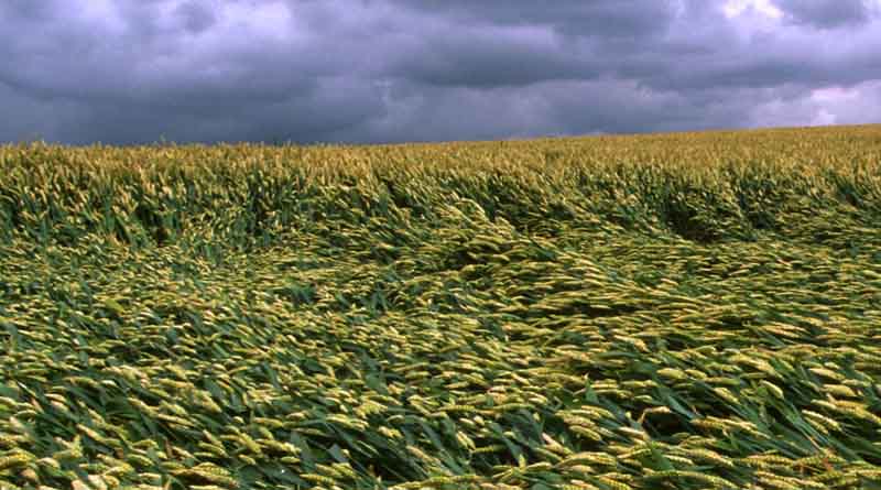 Why agrifood systems must be at the core of climate action: a COP28 preview with FAO climate expert
