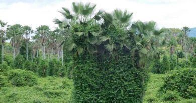 Review article traces the origins and tracks movement of invasive rubber vines in over 80 countries and territories