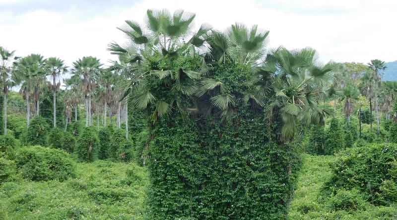 Review article traces the origins and tracks movement of invasive rubber vines in over 80 countries and territories