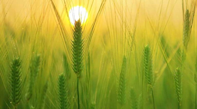 The National Modern Agriculture Industry-Education Integration Community was established