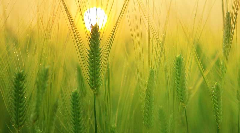 Take multiple measures to expand and strengthen the agricultural products processing and distribution industry