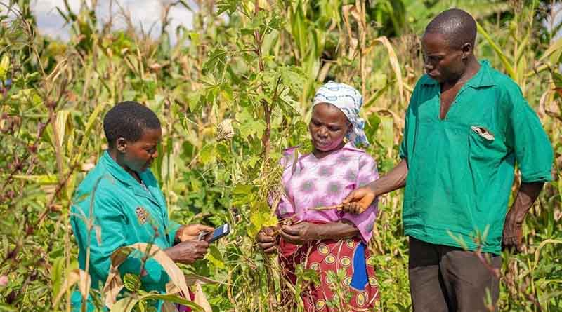 CABI’s expertise in the sustainable control of crop pests and diseases highlighted at Global Food Security Summit