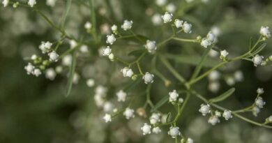 Biocontrol agent released to safeguard crops from parthenium weed in Pakistan