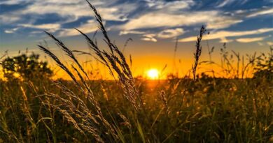 Performance of Department of Agriculture and Farmers Welfare in the 18th Report on CPGRAMS released by DARPG for the month of October 2023