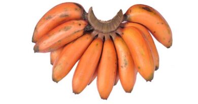 Banana Variety Red Banana (AAA)