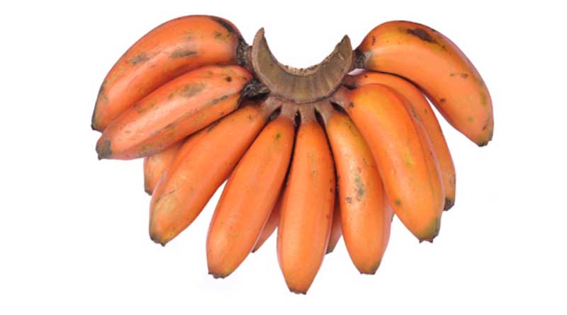 Banana Variety Red Banana (AAA)