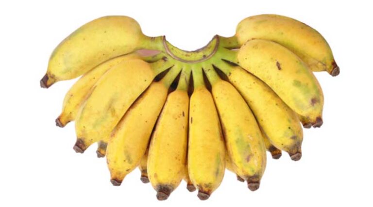 Banana Variety Karpuravalli (ABB)