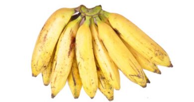 Banana Variety Nendran (AAB)