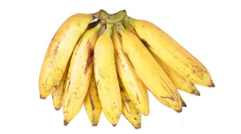Banana Variety Nendran (AAB)
