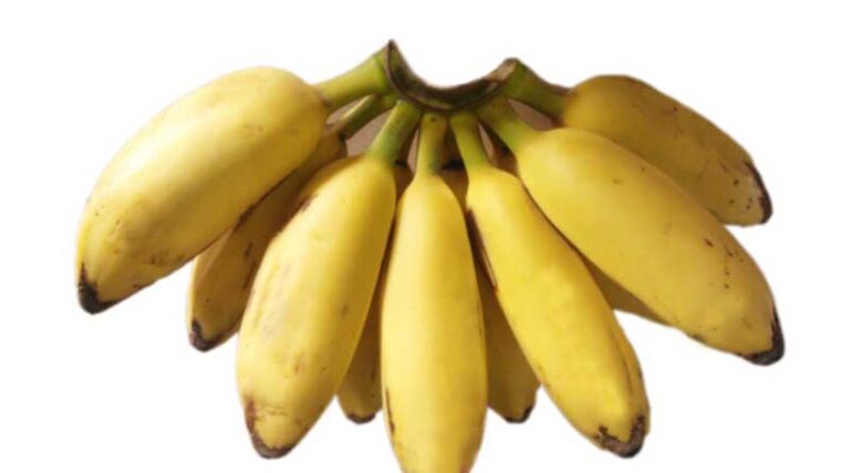 Banana Variety Peyan (AAB)
