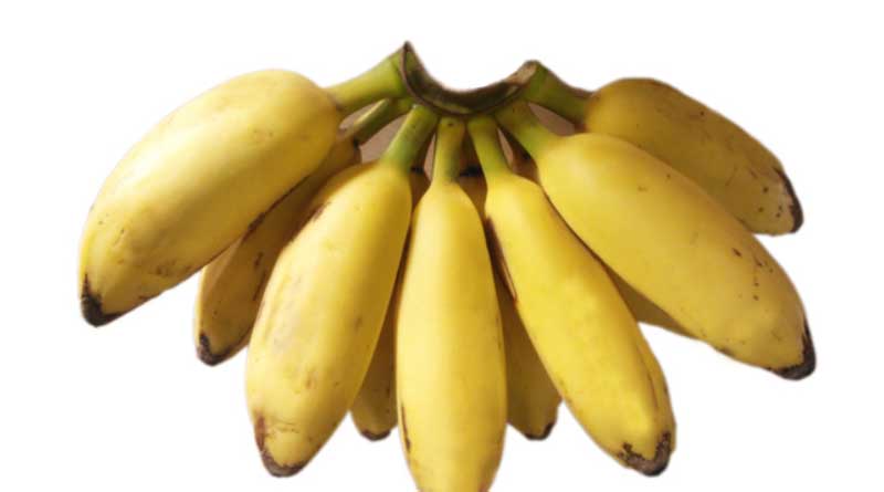 Banana Variety Peyan (AAB)