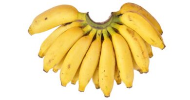 Banana Variety Poovan (AAB)