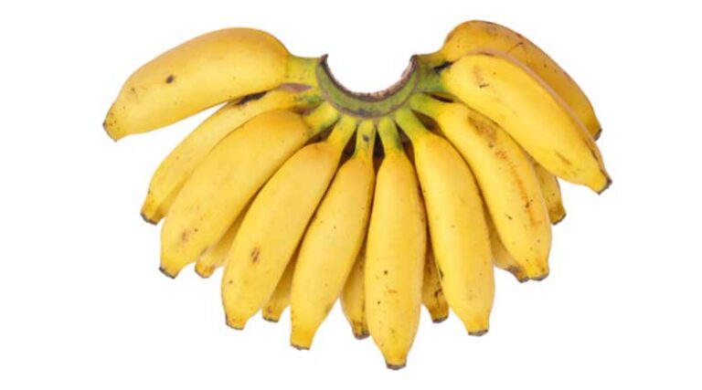 Banana Variety Poovan (AAB)
