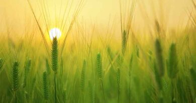 Action to revitalize the seed industry has achieved initial results