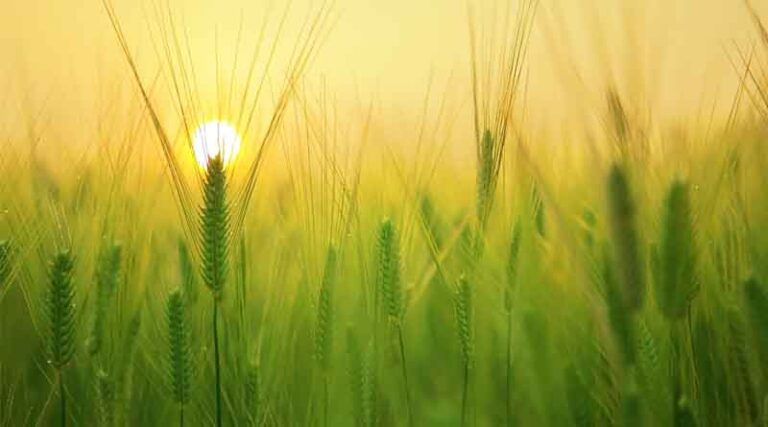 Action to revitalize the seed industry has achieved initial results