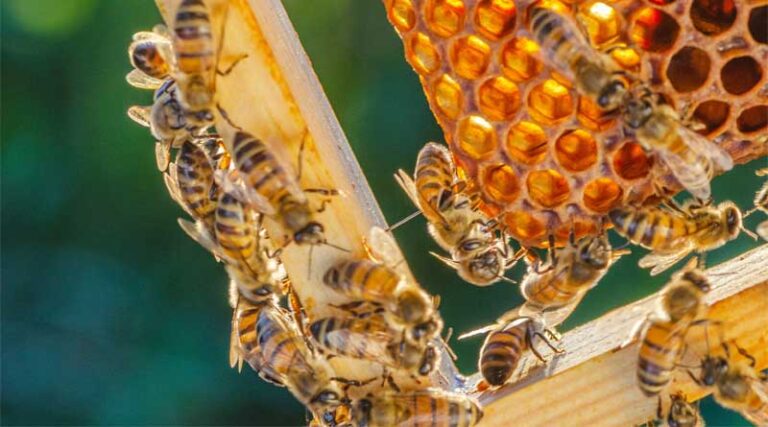 Insects are the foundation of planetary stability