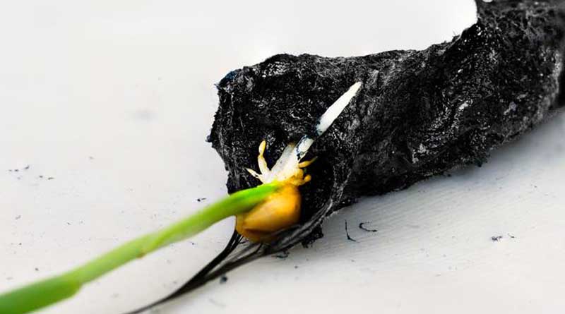 Can ‘eSoil' help developing nations with food security?