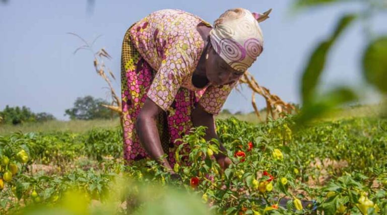 New study highlights positive impact of PlantwisePlus in Ghana on gender-inclusive agricultural extension services