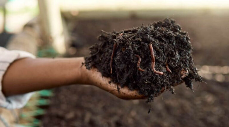Soil health: why it’s important and how to protect it