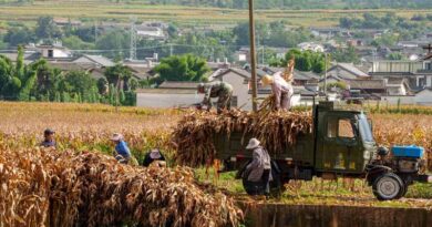 China gets ready to plant more than 6 lakh hectares of GM Corn